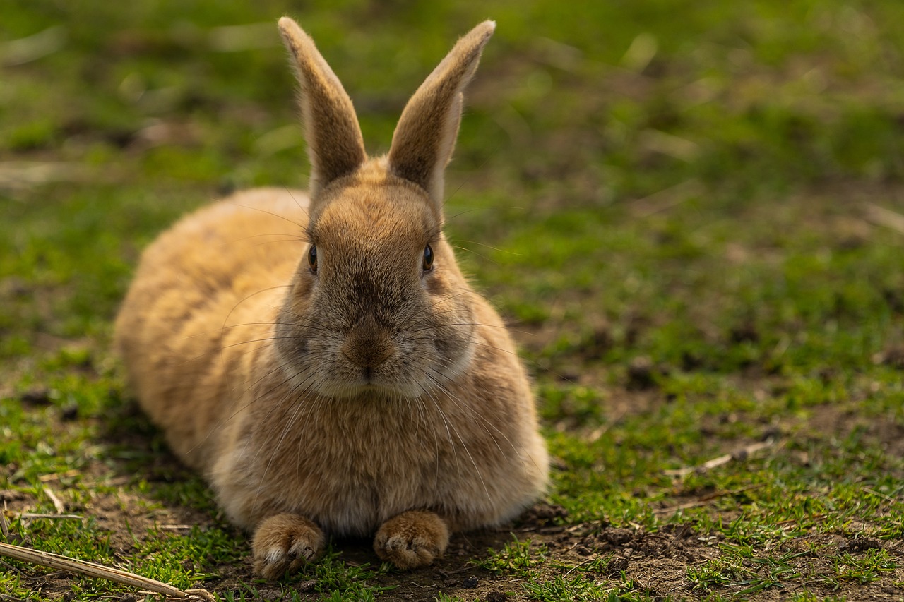 How to Identify and Treat Common Ear Issues in Pets